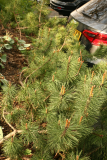 Pinus mugo RCP4-2014 53.JPG